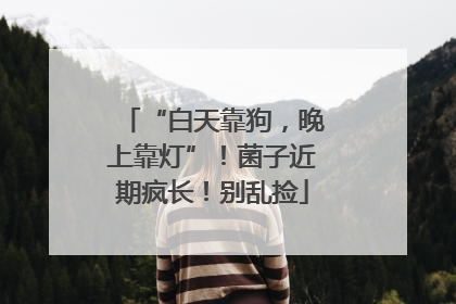 “白天靠狗，晚上靠灯”！菌子近期疯长！别乱捡