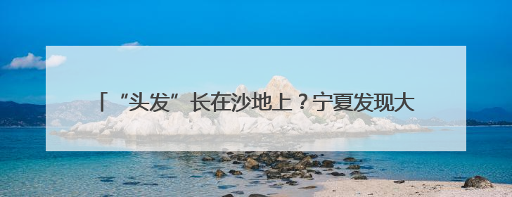 “头发”长在沙地上？宁夏发现大规模国家一级保护植物发菜群落