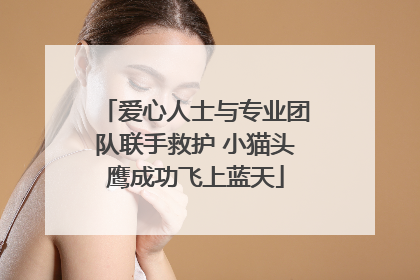 爱心人士与专业团队联手救护 小猫头鹰成功飞上蓝天