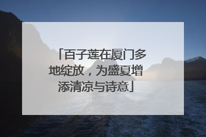 百子莲在厦门多地绽放，为盛夏增添清凉与诗意