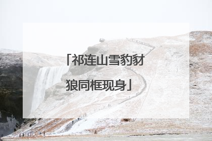 祁连山雪豹豺狼同框现身