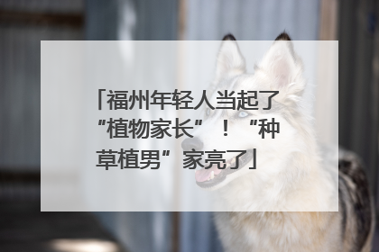 福州年轻人当起了“植物家长”！“种草植男”家亮了