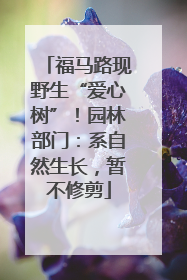 福马路现野生“爱心树”！园林部门：系自然生长，暂不修剪
