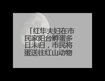 红隼夫妇在市民家阳台孵蛋多日未归，市民将蛋送往红山动物园“抢救”