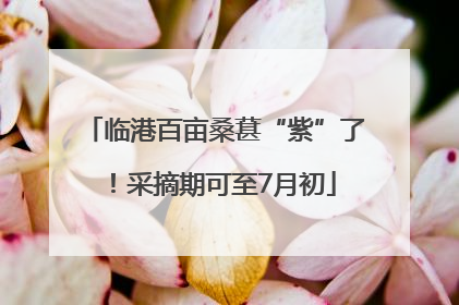 临港百亩桑葚“紫”了！采摘期可至7月初