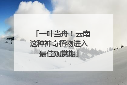 一叶当舟！云南这种神奇植物进入最佳观赏期