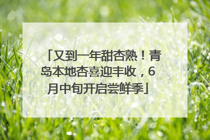又到一年甜杏熟！青岛本地杏喜迎丰收，6月中旬开启尝鲜季