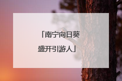 南宁向日葵盛开引游人