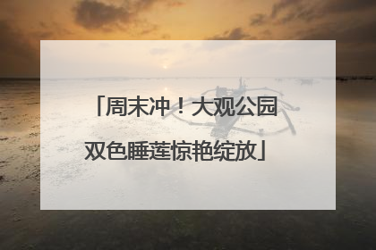 周末冲！大观公园双色睡莲惊艳绽放