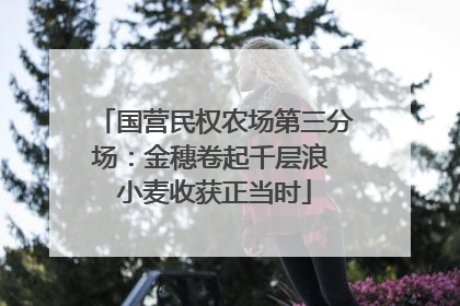 国营民权农场第三分场：金穗卷起千层浪 小麦收获正当时