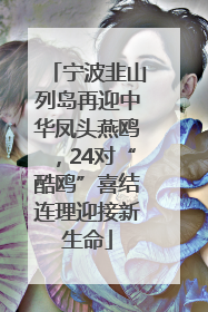 宁波韭山列岛再迎中华凤头燕鸥，24对“酷鸥”喜结连理迎接新生命