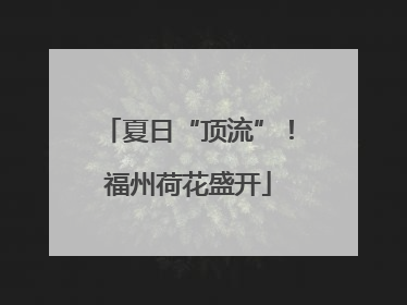 夏日“顶流”！福州荷花盛开