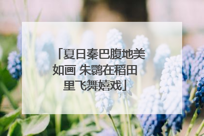 夏日秦巴腹地美如画 朱鹮在稻田里飞舞嬉戏