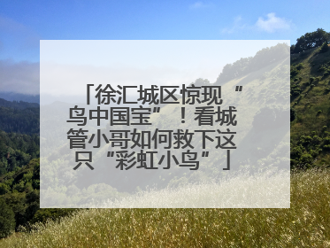 徐汇城区惊现“鸟中国宝”！看城管小哥如何救下这只“彩虹小鸟”