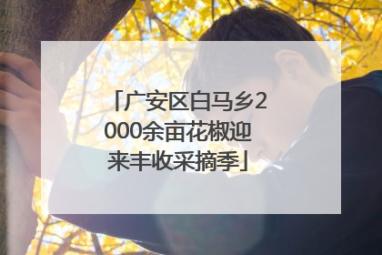 广安区白马乡2000余亩花椒迎来丰收采摘季