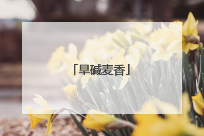 旱碱麦香