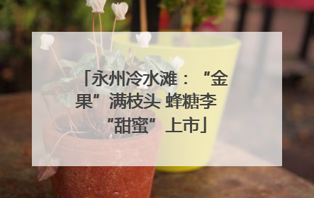 永州冷水滩：“金果”满枝头 蜂糖李“甜蜜”上市