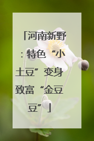 河南新野：特色“小土豆”变身致富“金豆豆”