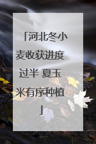河北冬小麦收获进度过半 夏玉米有序种植
