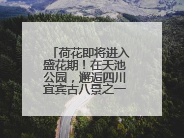 荷花即将进入盛花期！在天池公园，邂逅四川宜宾古八景之一“天池晚照”