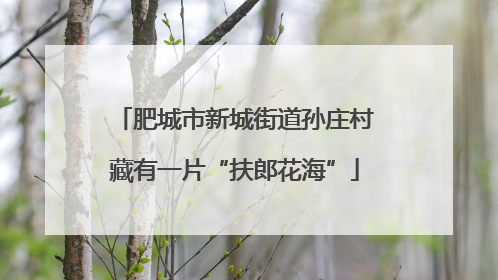 肥城市新城街道孙庄村藏有一片“扶郎花海”