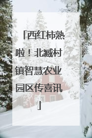 西红柿熟啦！北臧村镇智慧农业园区传喜讯