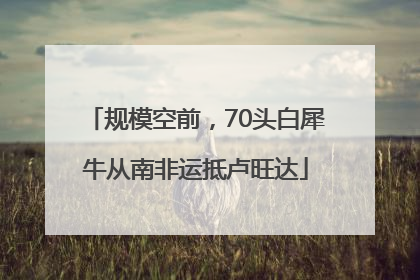 规模空前，70头白犀牛从南非运抵卢旺达