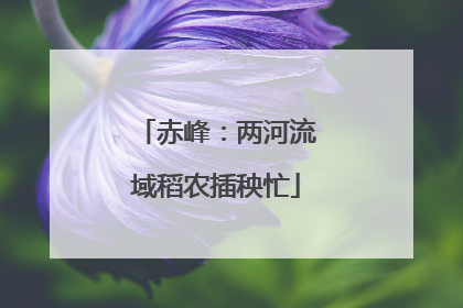 赤峰：两河流域稻农插秧忙