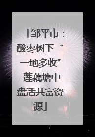 邹平市：酸枣树下“一地多收” 莲藕塘中盘活共富资源
