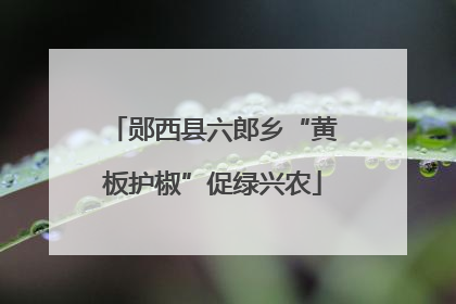 郧西县六郎乡“黄板护椒”促绿兴农