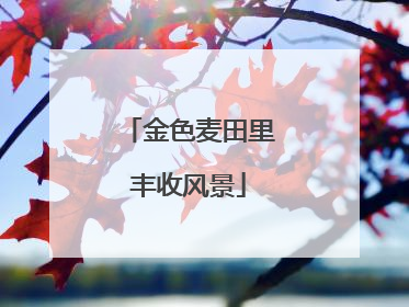 金色麦田里丰收风景