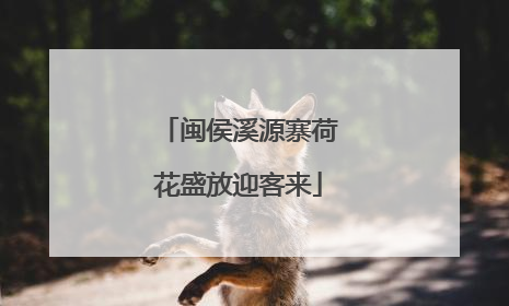 闽侯溪源寨荷花盛放迎客来