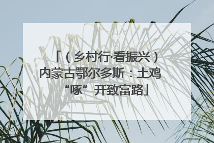 （乡村行·看振兴）内蒙古鄂尔多斯：土鸡“啄”开致富路